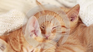 Ginger kittens sleeping on a knitted white blanket. Two cats hugging.