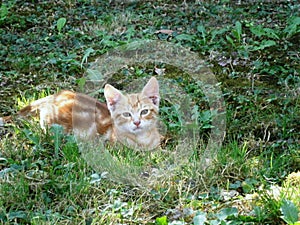 Ginger kitty lying on the grass