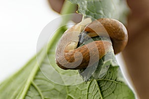 A ginger land snail glides over a plant in the garden. Close-up macro