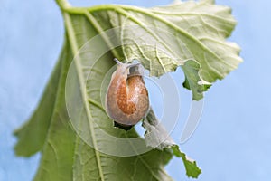 A ginger land snail glides over a plant in the garden. Close-up macro