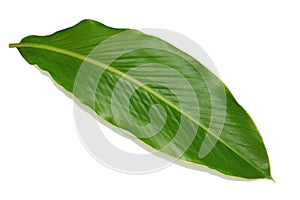 Ginger Leaf