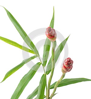 Ginger leaves with flower, zingiber officinale on white