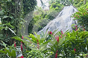 Ginger lillies and waterfall