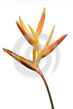 Ginger Lily Flower stem Isolated on a White Background