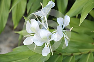 Ginger lily - Hedychium