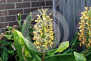 Ginger lily (Hedychium gardnerianum) in bloom with yellow colored flowers. photo