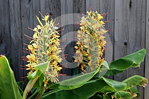 Ginger lily (Hedychium gardnerianum) in bloom with yellow colored flowers. photo