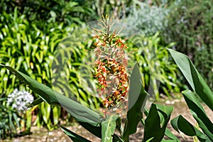 Ginger lily (hedychium gardnerianum) flowers