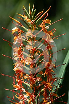 Ginger lily (hedychium gardnerianum) flowers