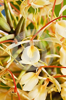 Ginger lily, Hedychium spicatum, fragrant plant