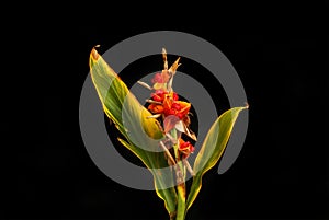 Ginger lily seeds and foliage