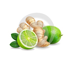 Ginger and lime. Root, green leaf and citrus fruit realistic. Tea or lemonade ingredient,