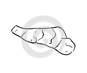 ginger Line art vector illustration