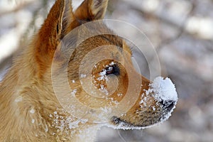 Ginger Little Dog with Snow on Nose