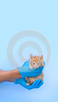 Ginger little kitten in a veterinary clinic and hands in blue medical gloves. The cat looks at the camera on a blue
