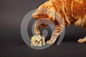 Ginger mackerel tabby cat helping itself to fish treats