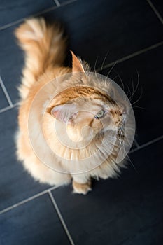 ginger main coon cat looking camera