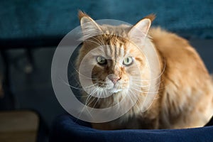ginger main coon cat looking camera