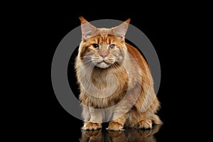 Ginger Maine Coon Cat frightened Looking in Camera, Isolated Black