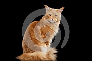 Ginger Maine Coon Cat Gaze Looks Isolated on Black Background