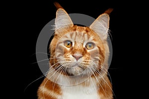 Ginger Maine Coon Cat Isolated on Black Background