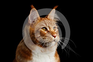 Ginger Maine Coon Cat Isolated on Black Background