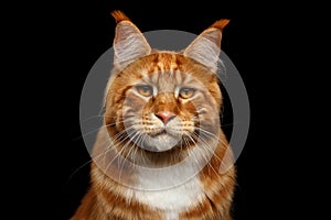 Ginger Maine Coon Cat Isolated on Black Background