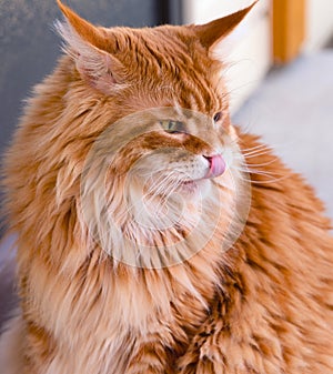 A ginger Maine Coon cat licking his nose