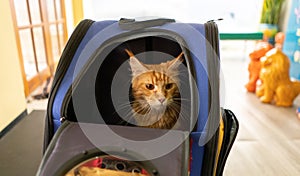 Ginger maine coon cat sit in travel carriage pet or backpack.