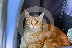 Ginger maine coon cat sit in travel carriage pet or backpack, in veterinary clinic, look outside bag