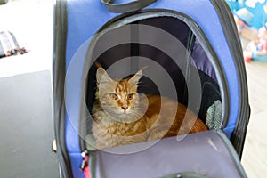 Ginger maine coon cat sit in travel carriage pet or backpack, in veterinary clinic, look outside bag