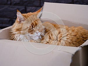 Ginger Maine Coon cat sleeping in a cardboard box outdoors