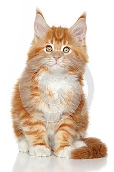 Ginger Maine Coon kitten on whit