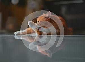 Ginger Male Cat Grooming Itself