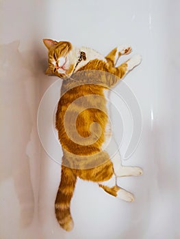 Ginger Male Cat Relaxing In a Bathtub