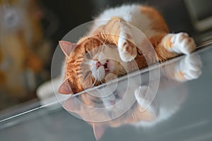 Ginger Male Cat Relaxing On Floor