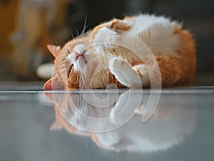 Ginger Male Cat Relaxing On Floor