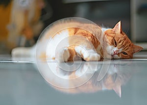 Ginger Male Cat Relaxing On Floor