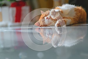 Ginger Male Cat Relaxing On Floor