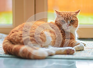 Ginger Male Cat Relaxing On Floor