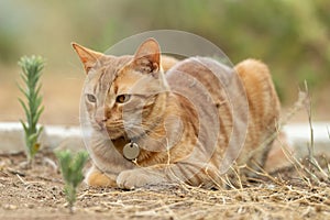 Ginger male cat sitting at the garden. Close up view.