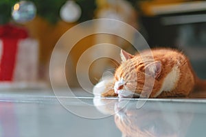 Ginger Male Cat Sleeping On Floor