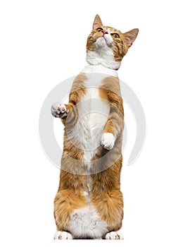 Ginger mixed-breed cat standing on hind legs, looking up, isolat