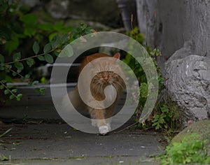 Ginger Norwegian Forest Cat
