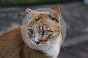 Ginger orange tabby TNR cat portrait