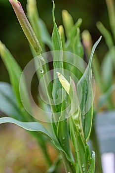 Ginger orchid Roscoea cautleyoides, a budding pale yellow flower