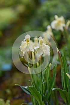 Ginger orchid Roscoea cautleyoides, pale yellow flowering plants