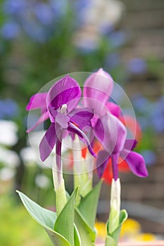 Ginger orchid Roscoea humeana, dark purple flowers