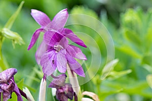 Ginger orchid, Roscoea humeana, purple flowers
