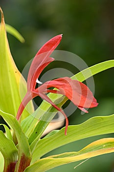 Ginger orchid Roscoea purpurea Red Ghurka, close-up of red flower